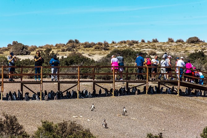 Punta Tombo Shore Excursion w/box Lunch(Shared tour for cruises) - Price, admission, and overall value