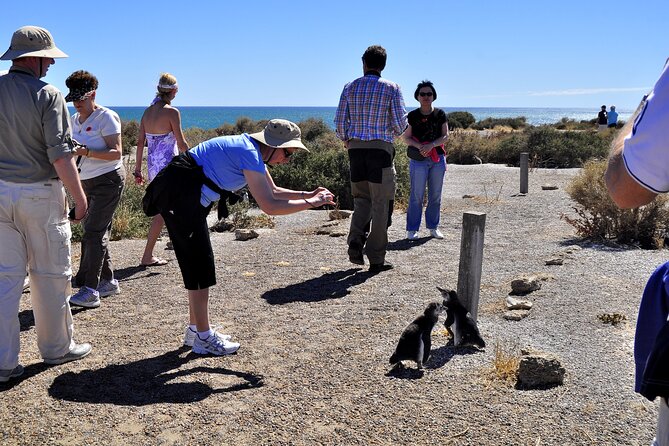 Punta Tombo Shore Excursion w/box Lunch(Shared tour for cruises) - Who should book this penguin excursion