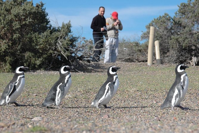 Punta Tombo Shore Excursion w/box Lunch(Shared tour for cruises) - Should you book Punta Tombo?
