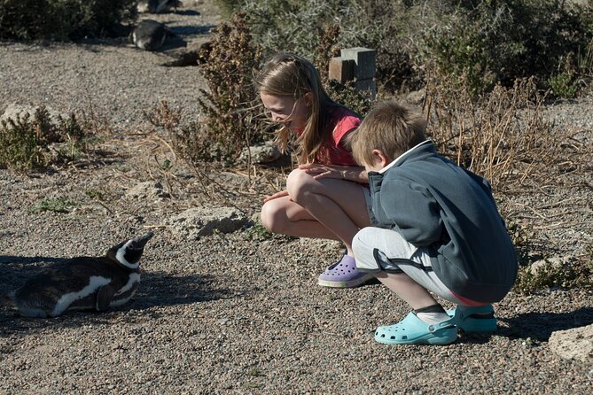 Punta Tombo Shore Excursion w/box Lunch(Shared tour for cruises) - Leaving Puerto Madryn for the Patagonian steppe