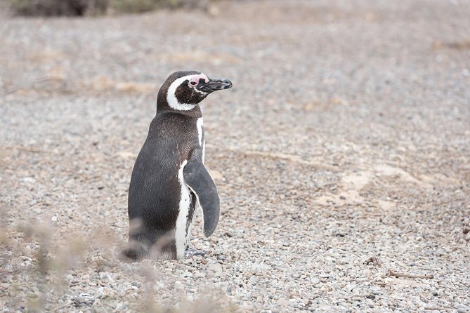 Punta Tombo Tour, the Penguin Experience - Punta Tombo, where penguins outnumber the people