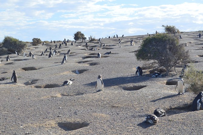 Punta Tombo Tour, the Penguin Experience - Walking the reserve without disturbing the wildlife