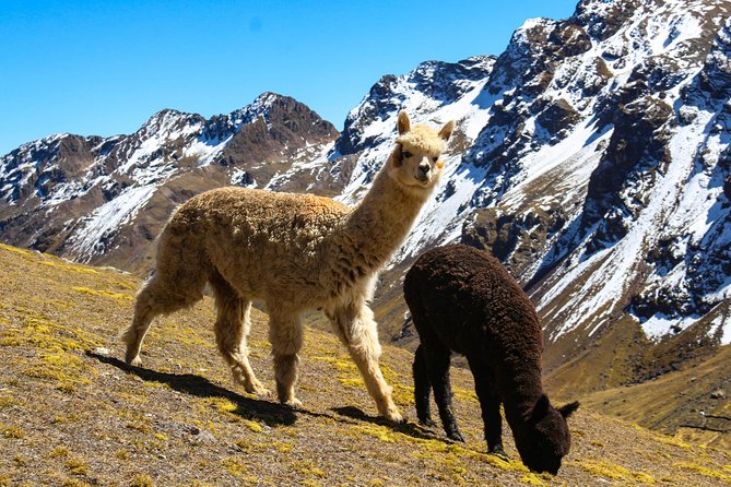 Rainbow Mountain in Cusco Full Day Tour - Breakfast near Pitumarca before the climb