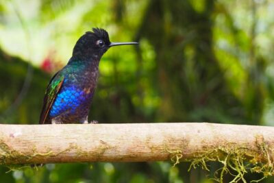 Rainforest Wildlife, Panama Hat makers, Traditional Cuisine. SHORE TOUR