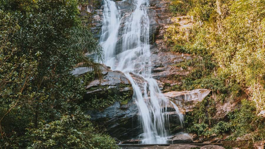 Rio de Janeiro: 4-Hour Botanical Garden & Tijuca Forest Tour - Who should book this Rio nature tour?