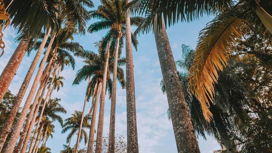 Rio de Janeiro: 4-Hour Botanical Garden & Tijuca Forest Tour - A green start in Rio’s Botanical Garden