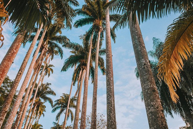 Rio de Janeiro Botanical Garden & Tijuca Forest Tour - Two kinds of nature in one Rio afternoon