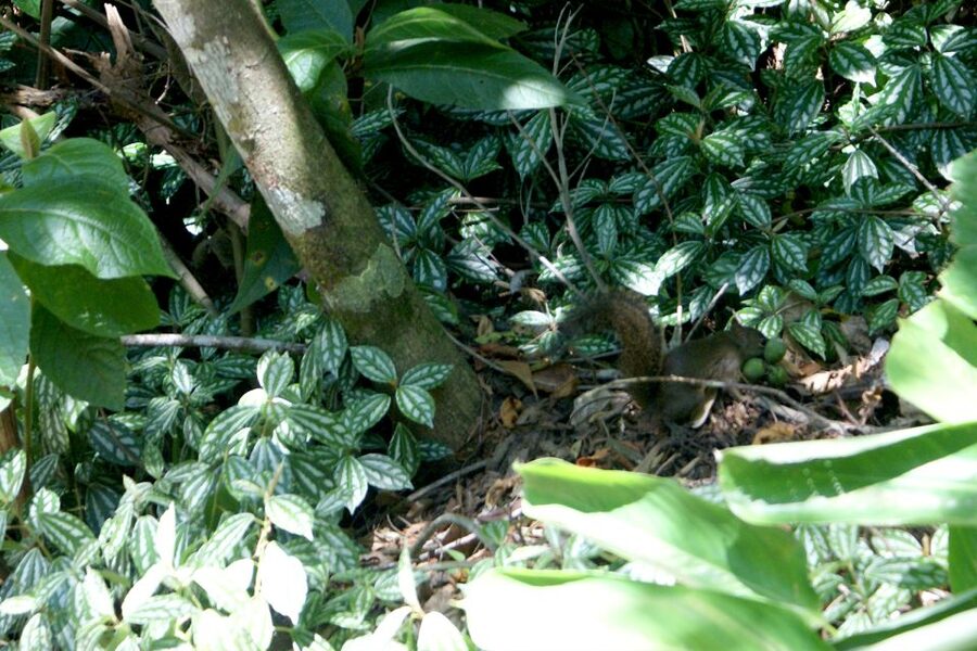 Rio de Janeiro: Guided Jeep Tour through Tijuca Rainforest - Who should choose this Tijuca tour?