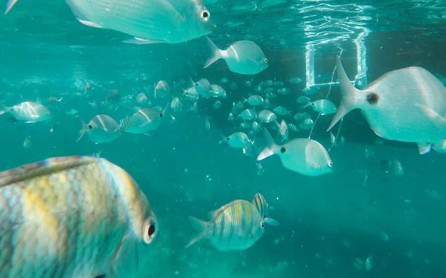 Rio de Janeiro: Ilha Grande with Boat Tour & Optional Lunch - Who will enjoy this Ilha Grande day trip?
