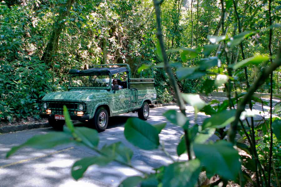 Rio de Janeiro: Jeep Tour in the Tijuca Forest - Why Tijuca Forest works so well in a short tour