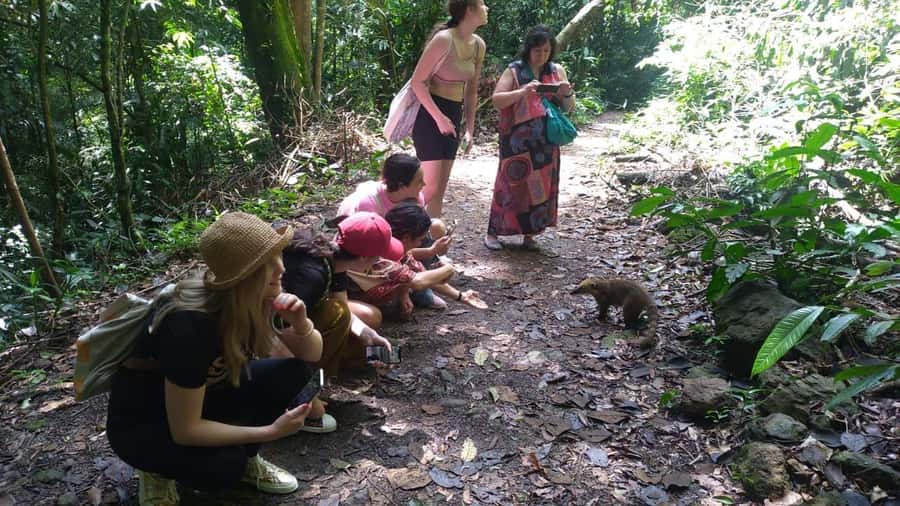 Rio de Janeiro: Jeep Tour in the Tijuca Forest - Vista Chinesa and the best photo pause
