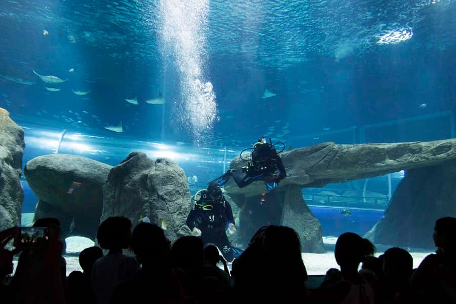 Rio de Janeiro: Marine Aquarium Entry Tickets - AquaRio’s 4.5 million liters of ocean life