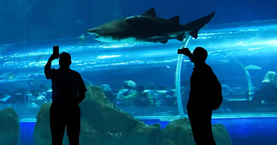 Rio de Janeiro: Marine Aquarium Entry Tickets - Why this is a smart rainy-day plan
