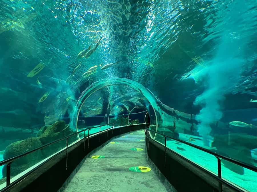 Rio de Janeiro: Marine Aquarium Entry Tickets - Getting there from Copacabana