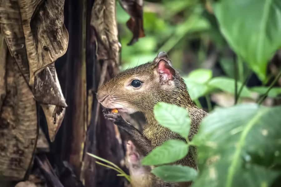 Rio de Janeiro: Tijuca National Park & Botanic Garden Tour - Key Points To Know Before You Book