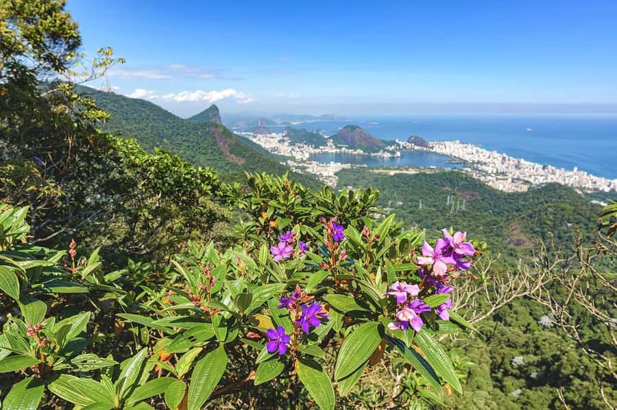 Rio de Janeiro: Tijuca National Park & Botanic Garden Tour - Taunay Waterfall And Mayrink Chapel