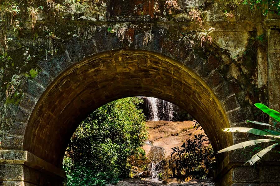 Rio de Janeiro: Tijuca National Park & Botanic Garden Tour - The Botanical Garden’s 7,000 Plant Species