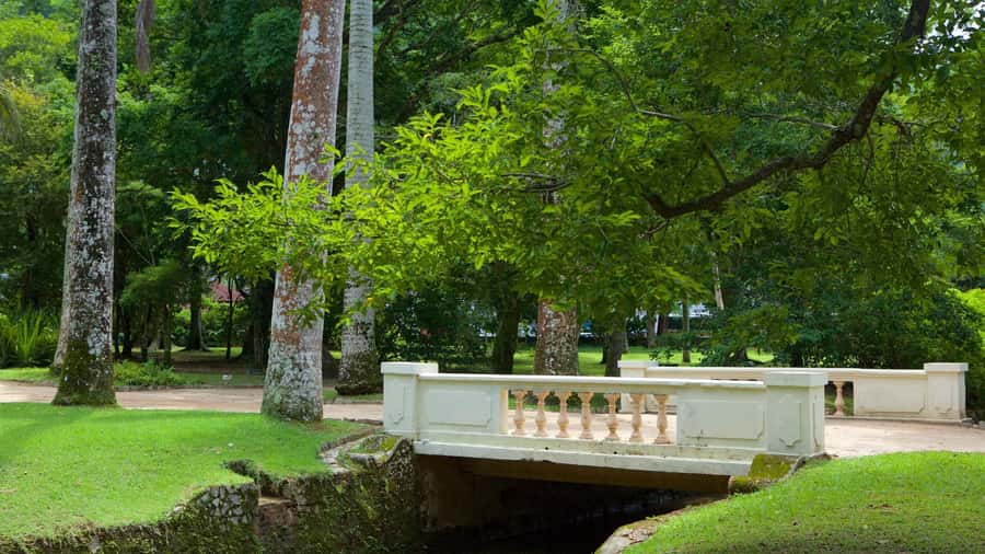 Rio de Janeiro: Tijuca National Park & Botanic Garden Tour - When Weather Or Closures Change The Plan