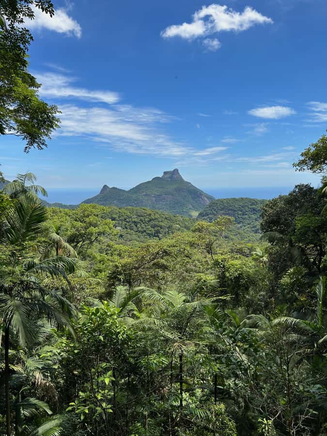 Rio de Janeiro: Tijuca National Park Tour - Why Tijuca National Park is worth your morning