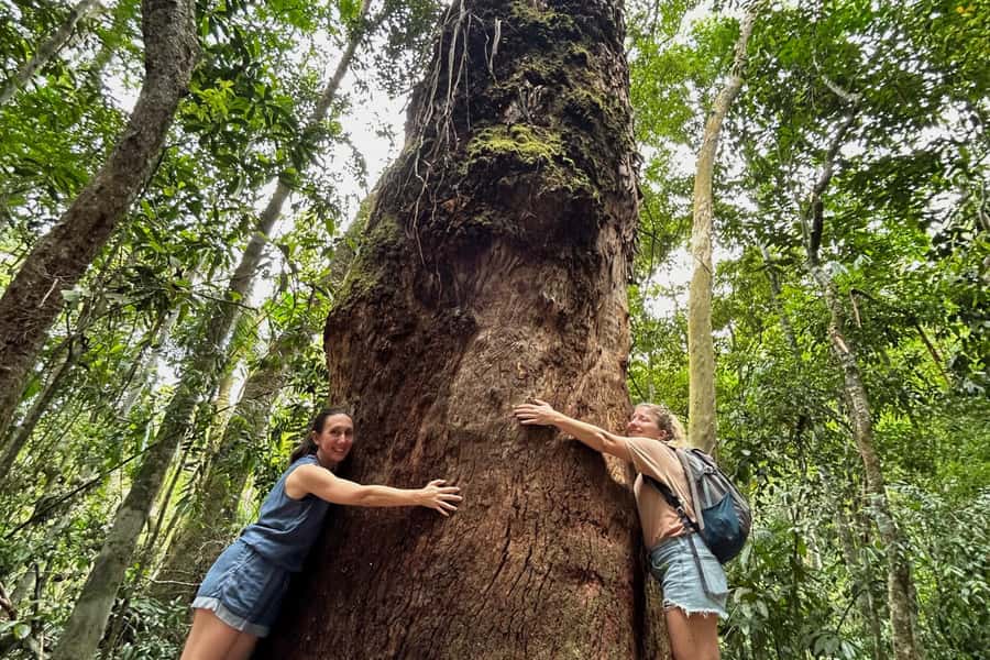 Rio de Janeiro: Tijuca National Park Tour - First sights: viewpoints and Cascatinha Taunay
