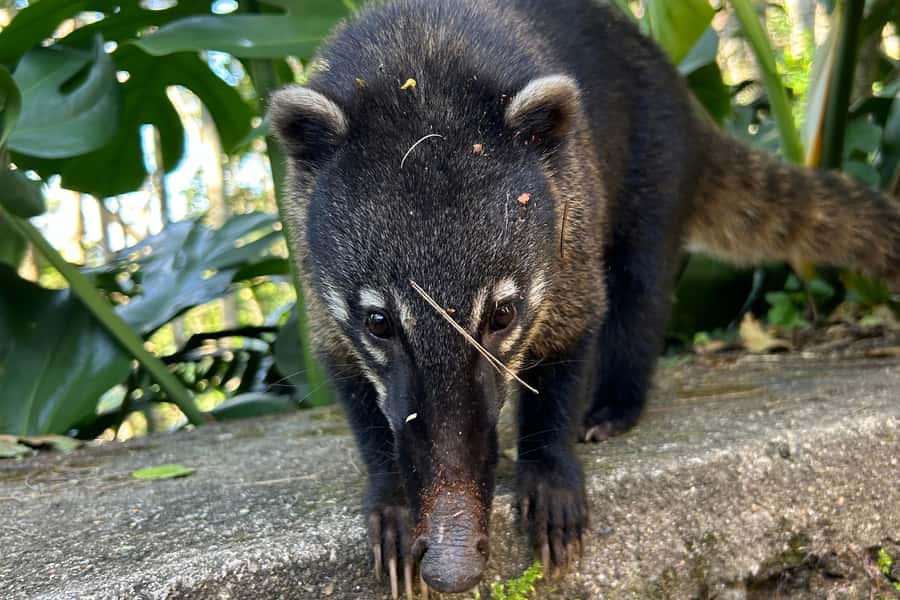 Rio de Janeiro: Tijuca National Park Tour - What the guide adds on the forest walk