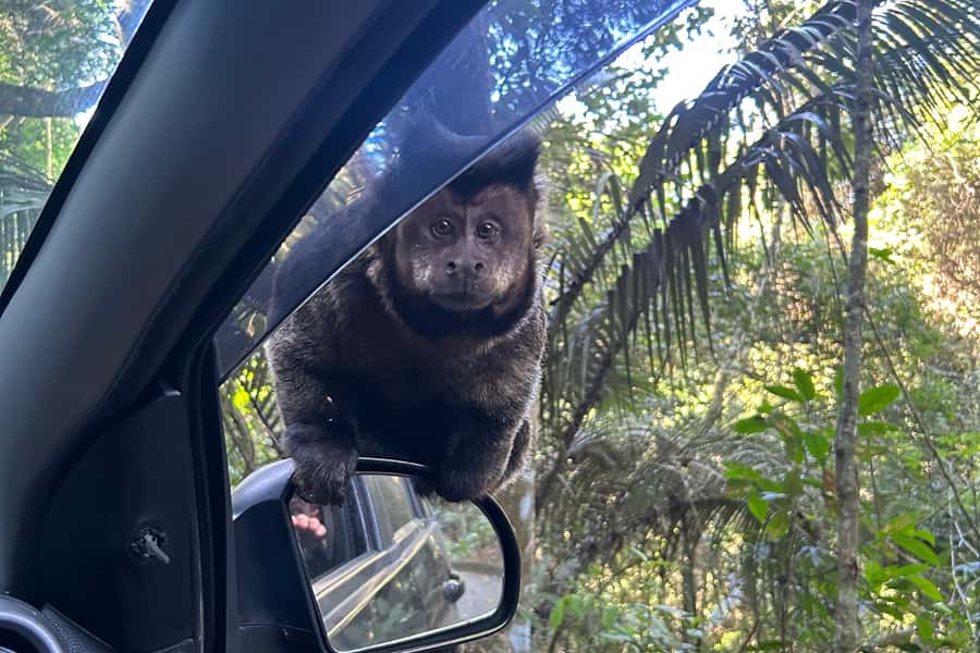 Rio de Janeiro: Tijuca National Park Tour - The 7:30 AM pickup and ride into the forest