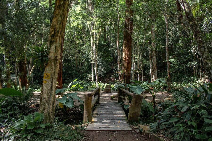 Rio: Half-Day Jeep Tour at Floresta da Tijuca - São Conrado Beach and the return to the city