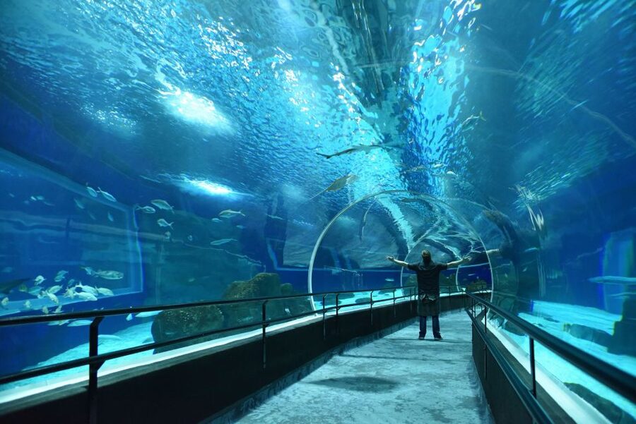 Rio: Olympic Boulevard, AquaRio and Museum of Tomorrow Tour - Adding AquaRio to your afternoon