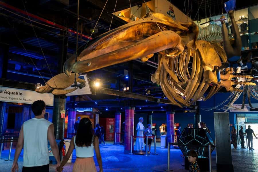 Rio: Olympic Boulevard, AquaRio and Museum of Tomorrow Tour - Should you book the AquaRio option?