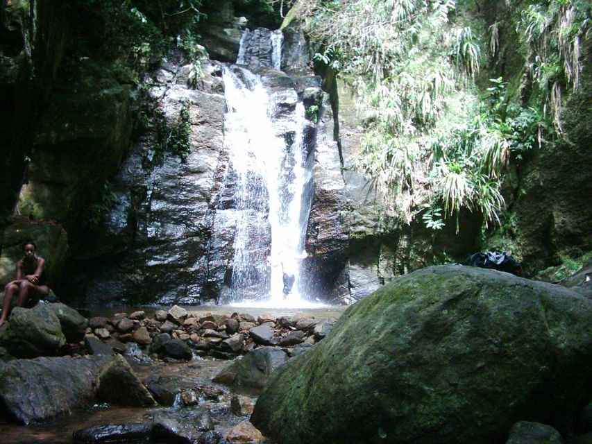 Rio: Tijuca Forest & Horto Waterfalls Circuit Tour - Wildlife and the forest beyond the waterfalls