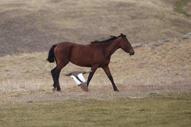Safari Experience - Wildlife & Steppe - The estancia meal is more than a quick lunch