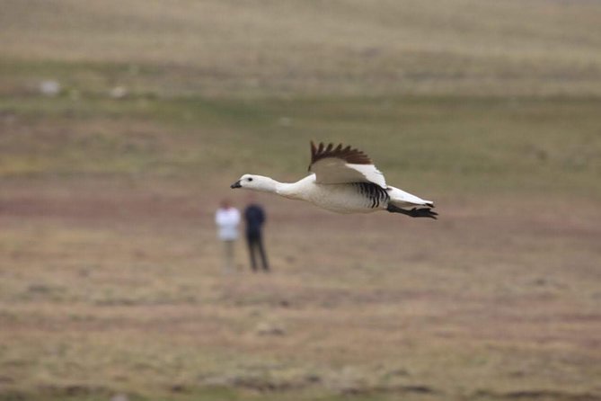 Safari Experience - Wildlife & Steppe - A low-effort way to see more of Patagonia