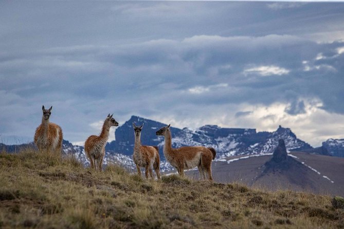 Safari Experience - Wildlife & Steppe - Why the guides matter so much