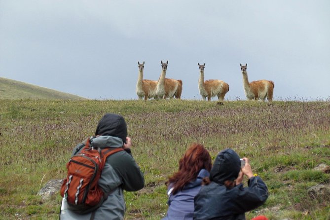 Safari Experience - Wildlife & Steppe - What to bring and how to approach the day