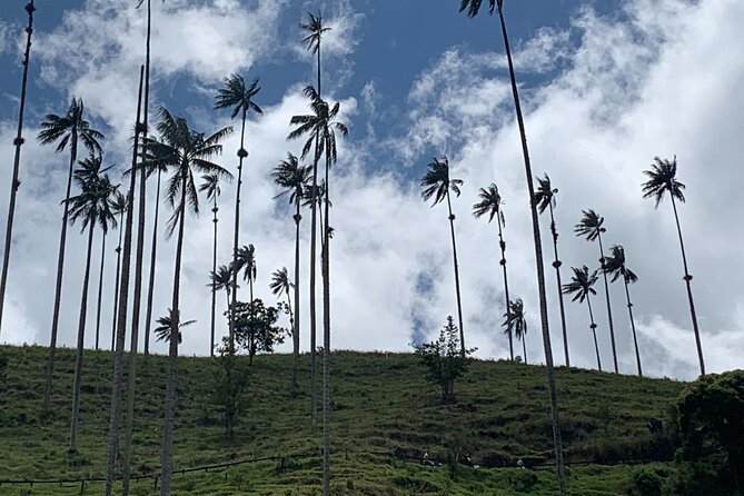 Salento, Cocora and Filandia Private Tour from Pereira or Armenia - Why this private coffee-country day works