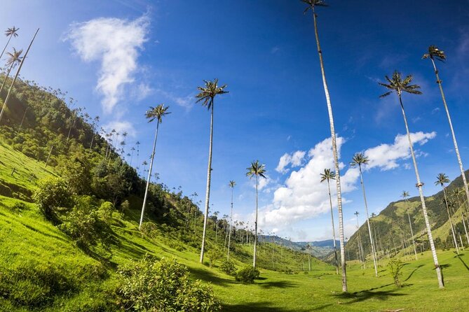 Salento, Cocora and Filandia Private Tour from Pereira or Armenia - Private transport from Pereira or Armenia