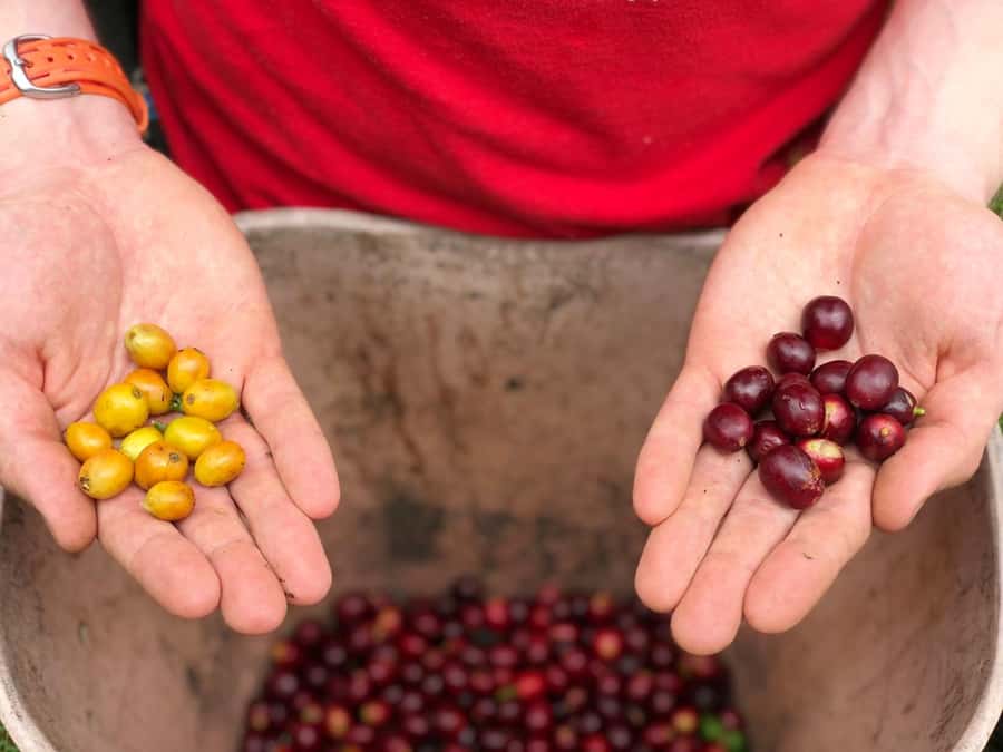 Salento: Coffee Farm Tour with Tasting - From Filandia to a century-old coffee farm