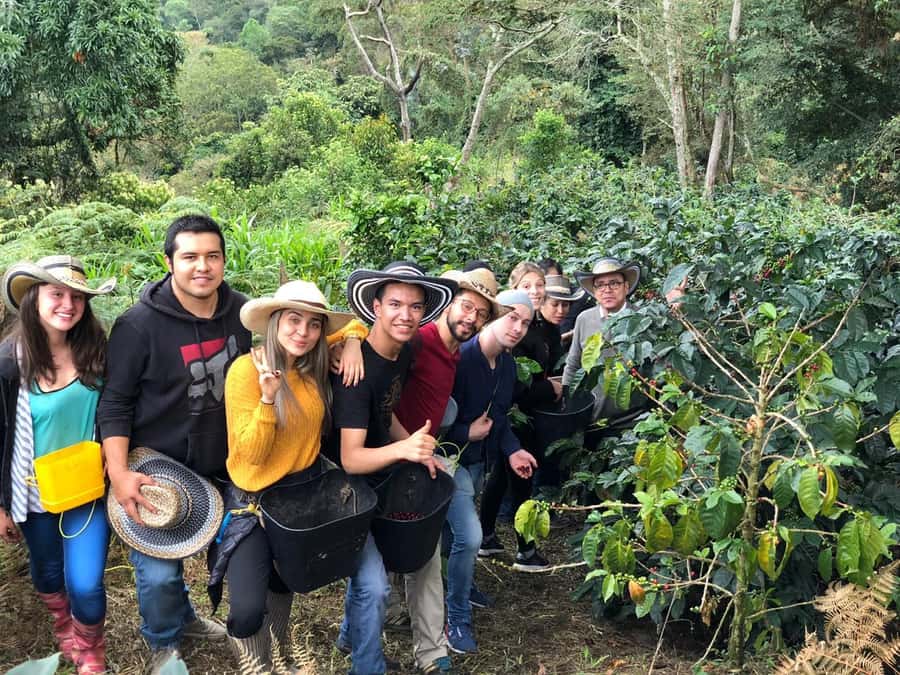 Salento: Coffee Farm Tour with Tasting - Picking red cherries from the coffee bushes