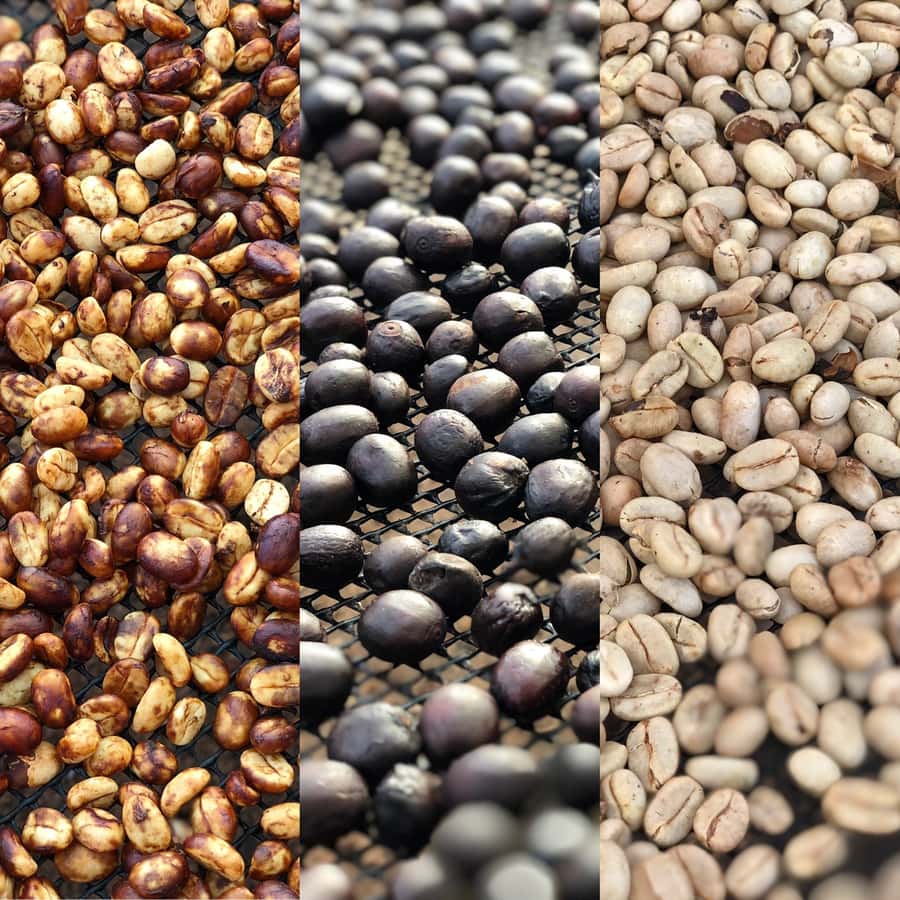 Salento: Coffee Farm Tour with Tasting - From harvested fruit to dried coffee