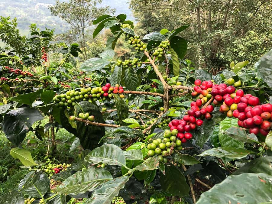 Salento: Coffee Farm Tour with Tasting - What guides add to the experience