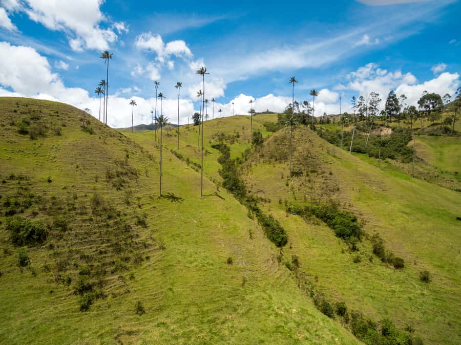 Salento: Private Cocora Valley, Salento & Coffee Farm Tour - Who should book this private day tour?