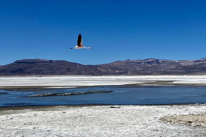 Salinas National Reserve PRIVATE TOUR - Wildlife in an austere setting