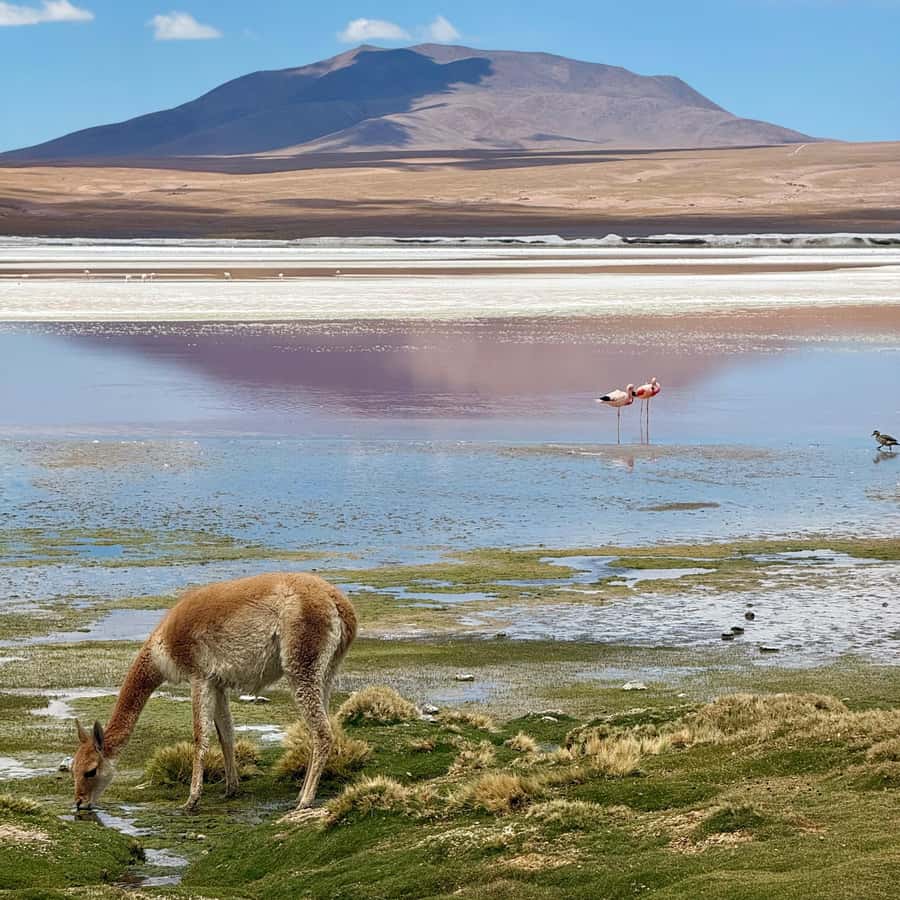 San Pedro de Atacama: 3 D. Tour Uyuni and Back to San Pedro - Should you book the Uyuni trip from San Pedro?