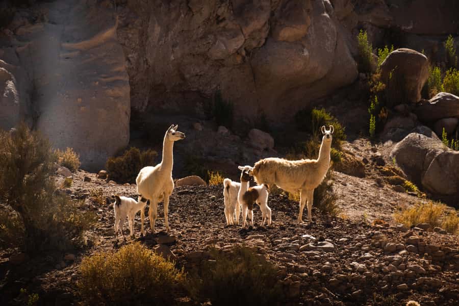 San Pedro de Atacama: Rainbow Valley & Hierbas Buenas Tour - Rainbow Valley’s mineral colors and strange rock shapes