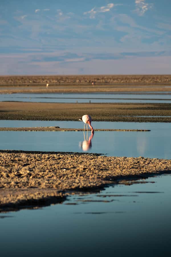 San Pedro de Atacama: Red Rocks & Altiplano Lagoons Day Trip - Chaxa Lagoon and the flamingo stop