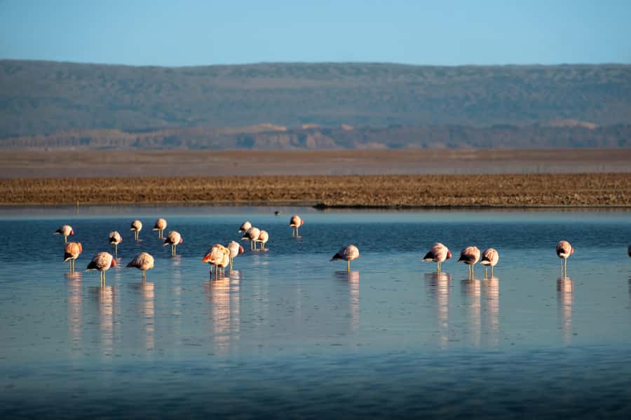 San Pedro de Atacama: Red Rocks & Altiplano Lagoons Day Trip - Guides, meals, and the value of the group experience