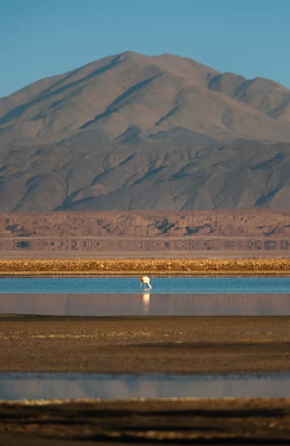 San Pedro de Atacama: Red Rocks & Altiplano Lagoons Day Trip - The Tropic of Capricorn and the first photographs