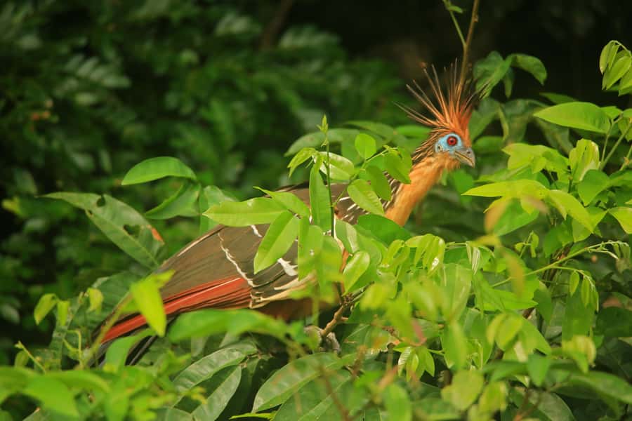 Sandoval Lake & Parrot Clay lick 3 Days/2 Nights - Day 1: River transfer, Monkey Island, and caiman search