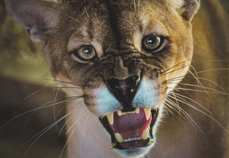 Santa Cruz: Wildlife Sanctuary and Preservation Park Tour - Key points at a glance