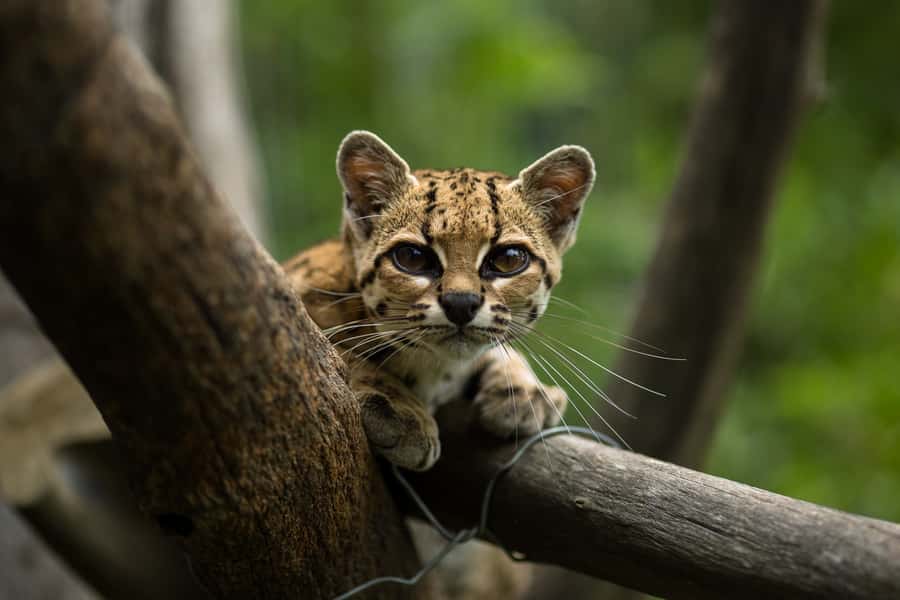 Santa Cruz: Wildlife Sanctuary and Preservation Park Tour - Who should book this day trip?